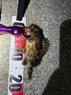 カサゴの釣果