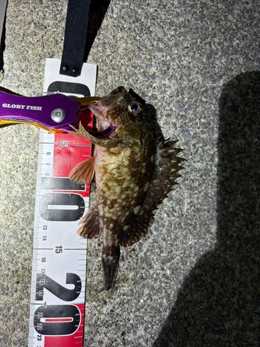 カサゴの釣果
