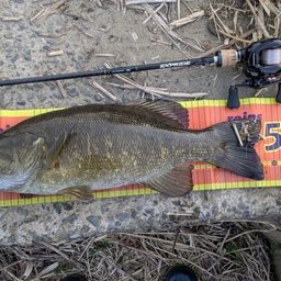 スモールマウスバス