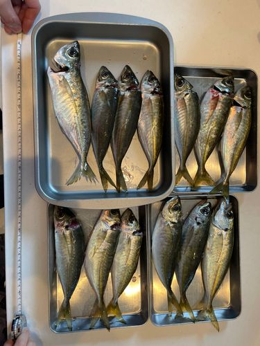 アジの釣果