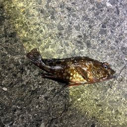 カサゴ