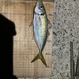 アジ