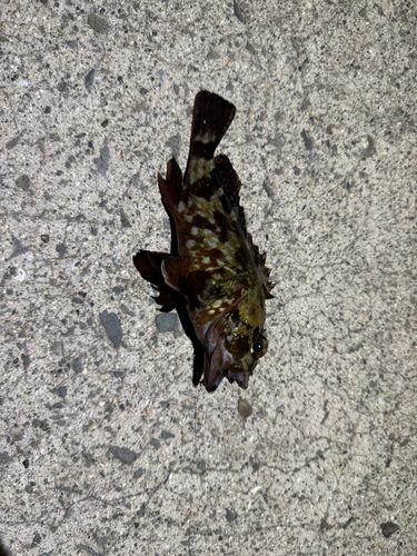 ガシラの釣果