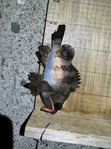 シロメバルの釣果