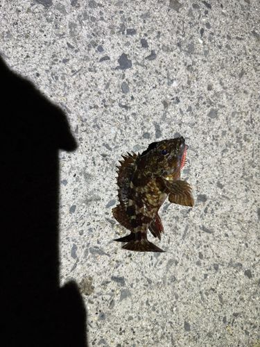 ガシラの釣果