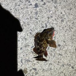 ガシラ