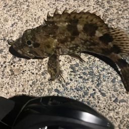 カサゴ