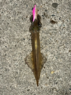 ヤリイカの釣果