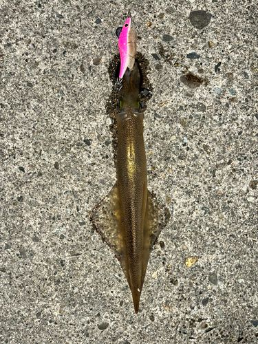 ヤリイカの釣果