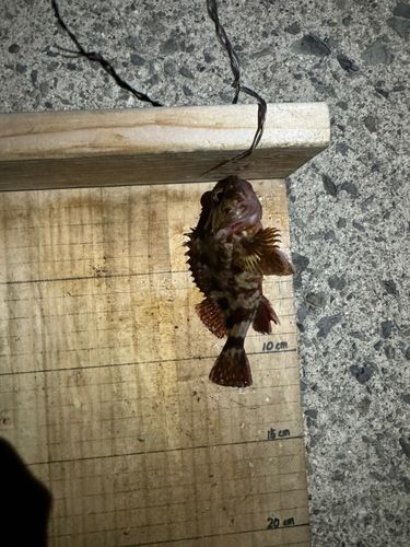 ガシラの釣果