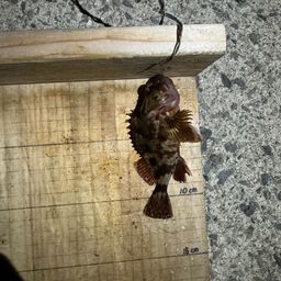 ガシラ
