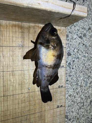 シロメバルの釣果