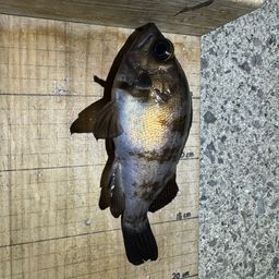 シロメバル
