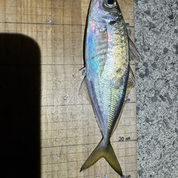 アジ