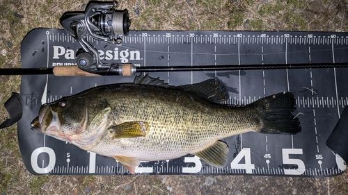 ブラックバスの釣果