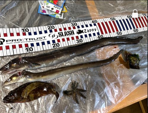 アナゴの釣果