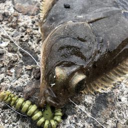 カレイ