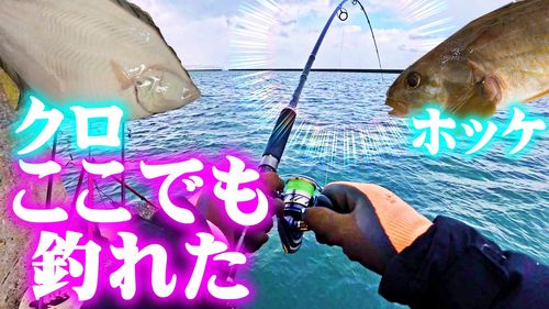 カレイの釣果