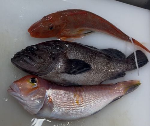 アマダイの釣果