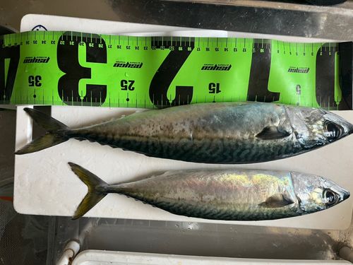 サバの釣果