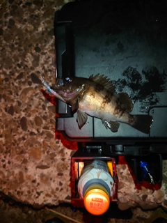 クロメバルの釣果