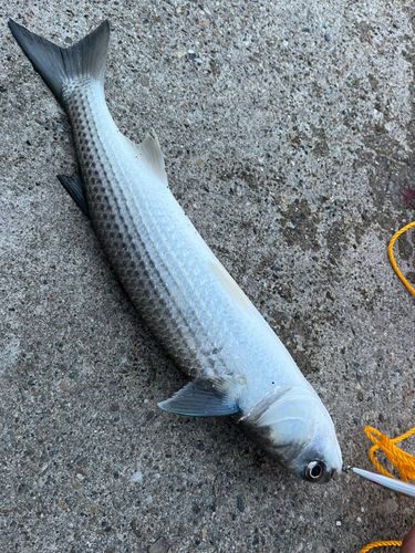 ボラの釣果