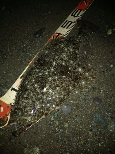 ヒラメの釣果