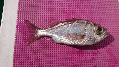 シロムツの釣果