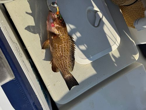 オオモンハタの釣果