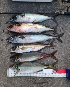 アジの釣果