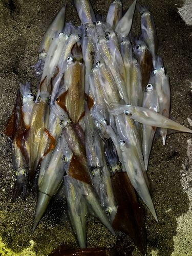 ササイカの釣果