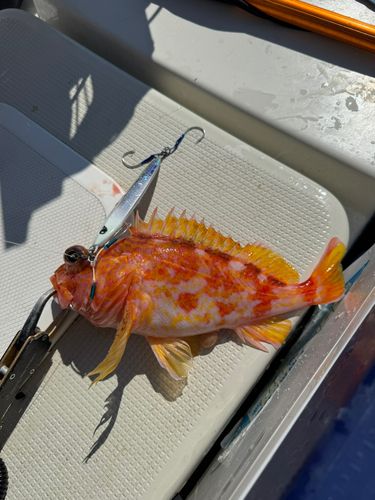 アヤメカサゴの釣果