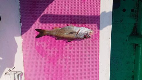 クロムツの釣果