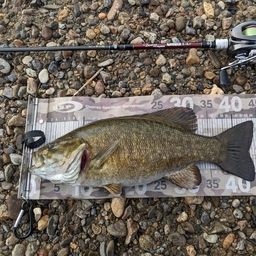 スモールマウスバス