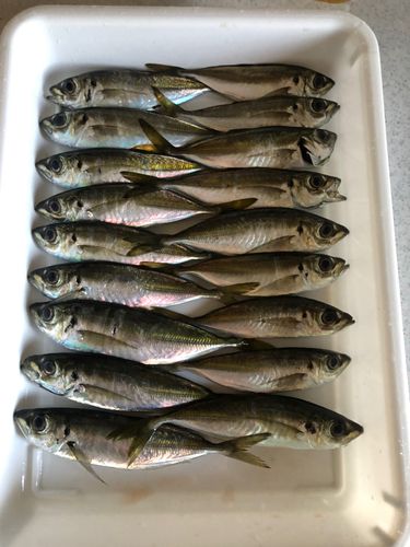 アジの釣果