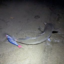 ボラ