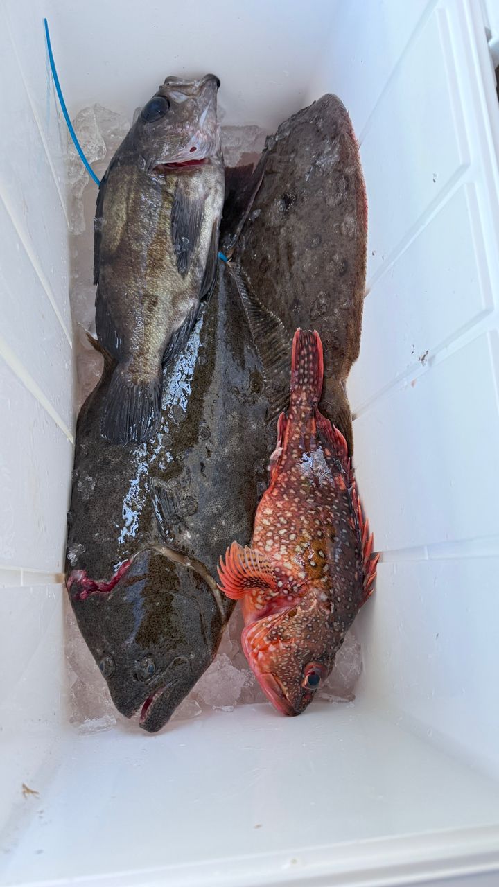 まるちゃんねーるさんの釣果 2枚目の画像