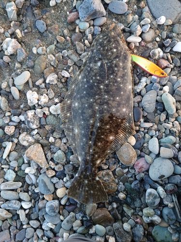 ヒラメの釣果