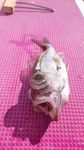 シロムツの釣果