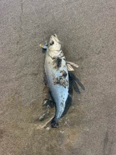 フッコ（マルスズキ）の釣果