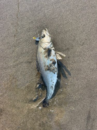 フッコ（マルスズキ）の釣果