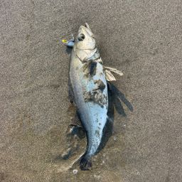 フッコ（マルスズキ）