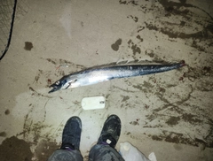 タチウオの釣果