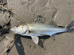 セイゴ（マルスズキ）の釣果