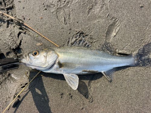 セイゴ（マルスズキ）の釣果