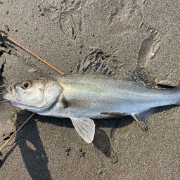 セイゴ（マルスズキ）