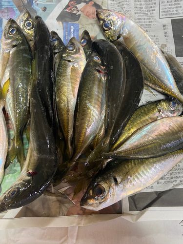 アジの釣果