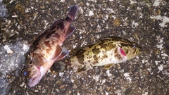 ベッコウゾイの釣果