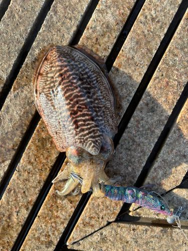 コウイカの釣果