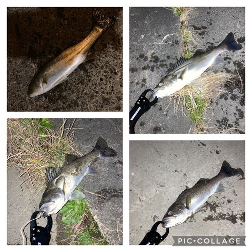 セイゴ（マルスズキ）の釣果